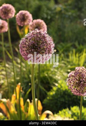 Primo piano delle vivaci teste viola di Gladiator Allium che fioriscono in un giardino soleggiato Foto Stock