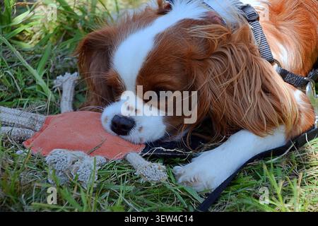 Cavalier Re Charles Spaniel masticando un cane giocattolo nell'erba Foto Stock