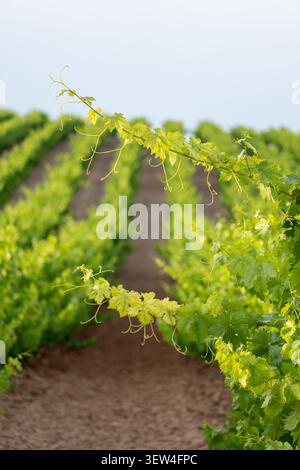 Vitigni a bacca verde a vigneto che crescono in filari Foto Stock