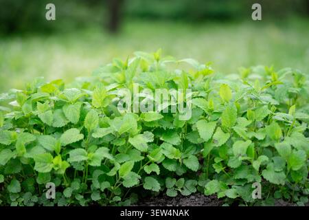 Giardinaggio primaverile ed erbe aromatiche, in giardino cresce il lussureggiante balsamo verde di limone (Melissa officinalis). Foto Stock