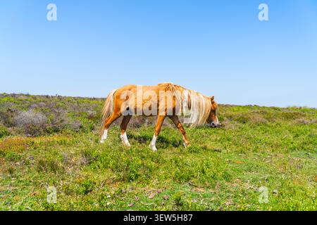 Profilo laterale di un pony gallese di castagno che pascolano sulla collina Long Mynd nello Shropshire nel Regno Unito Foto Stock