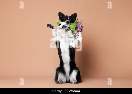 Adorabile cane Border Collie con bouquet di fiori in piedi sulle zampe posteriori sullo sfondo beige Foto Stock