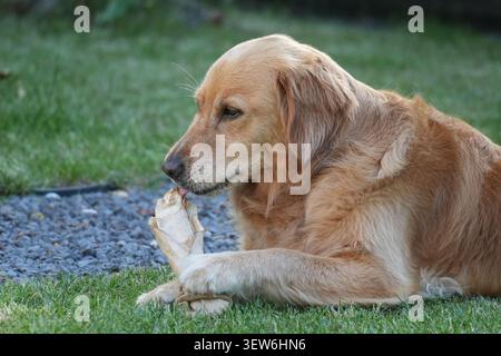 Un felice Golden retriever steso su erba verde in un giardino con un osso di masticazione tra le zampe. Foto Stock