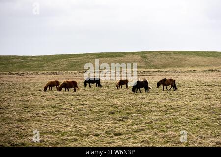 Cavalli islandesi Equus caballus che pascolano in un vasto pascolo erboso sotto un cielo coperto a Suðurland in Islanda Foto Stock