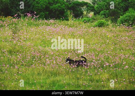 Cane nero nel vasto prato di fiori selvatici del cosmo rosa nel Messico rurale Foto Stock