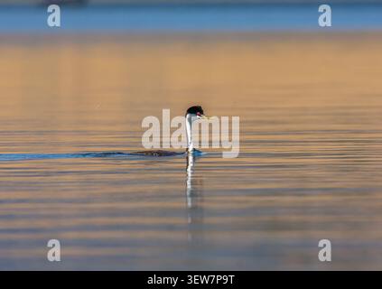Gallinule occidentale (Aechmophorus occidentalis) che nuota sulle acque calme del DeWeese Reservoir vicino a Westcliffe, Colorado, USA. Foto Stock