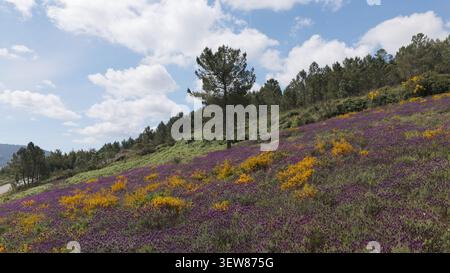 Vista aerea di una vibrante collina coperta da erica viola e fiori gialli di gorse con pini sparpagliati sotto un cielo blu brillante in Portogallo. Foto Stock