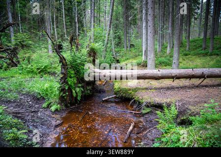 L'abete rosso strappato dalle radici adagiate sul terreno nella foresta selvatica, alberi secchi morti colpiti da scarabeo di corteccia Foto Stock
