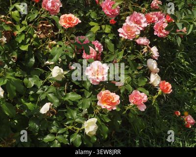 Rose floribunda multicolore che fioriscono su un cespuglio, primo piano di vivaci fiori rosa, pesca e rosa bianca in un giardino estivo. Foto Stock