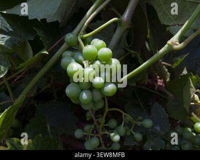 Giovane grappolo di uva verde acuta su una vite, primo piano di uve da vino coltivate circondate da foglie lussureggianti e ombre profonde. Foto Stock