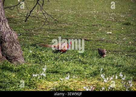Pheasant Pair con collo ad anello che si forgia a Spring Meadow Foto Stock