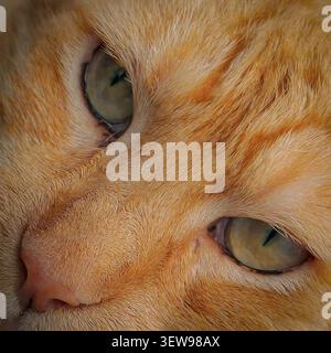 Ritratto da vicino di gatto tabby arancione con occhi verdi, che mostra la texture dettagliata della pelliccia e una tranquilla espressione domestica di animali domestici. Foto Stock