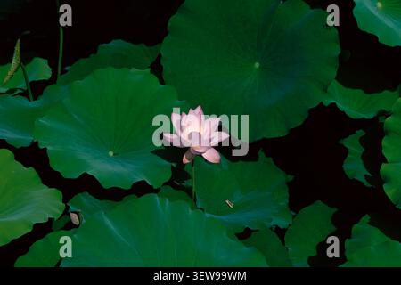 Fiore di loto rosa che fiorisce tra grandi foglie verdi su uno stagno scuro, creando una tranquilla scena naturale con un ricco contrasto e un tranquillo umore da giardino estivo Foto Stock