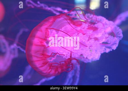 Primo piano di una medusa rosa che si getta nell'acqua blu, con luce soffusa e tentacoli che scorrono. Una scena subacquea da sogno per la natura, la vita marina, una Foto Stock