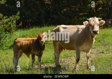 La mucca e il suo vitello su un pascolo estivo. Foto Stock