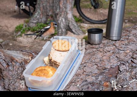 Uno Chaffinch, Fringilla coelebs, mangia da un pranzo al sacco vicino a Lock Muick, Scozia Foto Stock