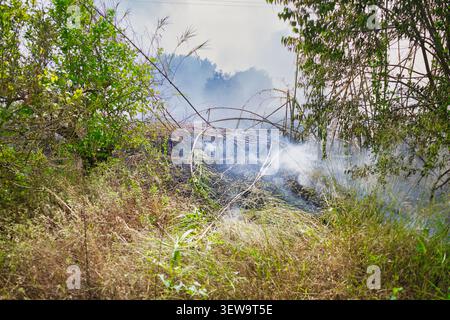 Fuoco a pennello in erba verde troppo coltivata Foto Stock