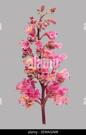 Natura morta dei fiori di buco rossi (Aesculus pavia) su ramo su sfondo grigio Foto Stock