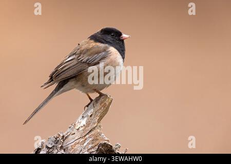 junco dagli occhi scuri (Junco hyemalis oreganus) arroccato su un ceppo di alberi nel Sequoia National Park, California. Foto Stock