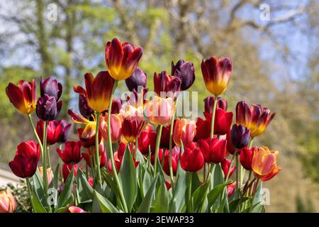 Primo piano di una colorata esposizione di tulipani misti che fioriscono in un giardino inglese, Inghilterra, Regno Unito Foto Stock