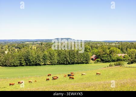 Vista del paesaggio con mucche pascolanti su un prato erboso Foto Stock