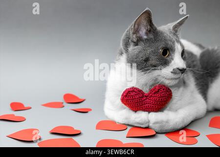 Gatto soffice grigio e nero che tiene un cuore di maglia rosso tra le zampe su uno sfondo testurizzato. Concetto accogliente per San Valentino con spazio per il testo. Foto Stock