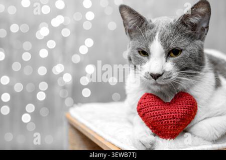 Gatto soffice grigio e nero che tiene un cuore di maglia rosso tra le zampe su uno sfondo testurizzato. Concetto accogliente per San Valentino con spazio per il testo. Foto Stock