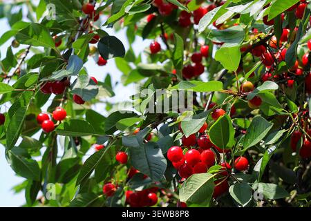 Ciliegie rosse mature che crescono sui rami degli alberi nel frutteto estivo sotto la luce naturale del sole Foto Stock
