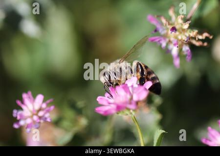 Ape che raccoglie nettare da un fiore vivace in una giornata di primavera soleggiata, evidenziando l'impollinazione, la biodiversità e la bellezza della natura. Foto Stock