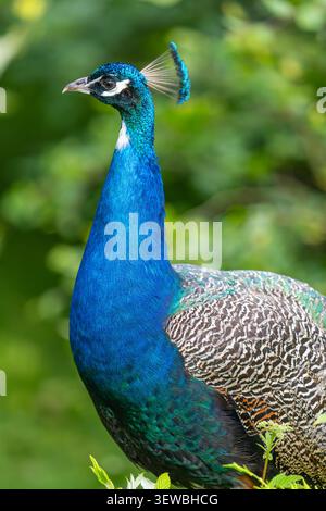 Pavone blu di profilo, con vegetazione lussureggiante e una vivace fauna selvatica ravvicinata in un habitat naturale. Foto Stock
