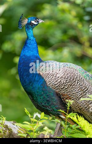 Pavone blu di profilo, con vegetazione lussureggiante e una vivace fauna selvatica ravvicinata in un habitat naturale. Foto Stock
