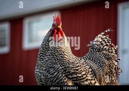 Ritratto di un gallo di roccia di Plymouth barrato presso Oxon Hill Farm nel Maryland con un fienile rosso bokeh come sfondo. Foto Stock