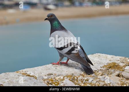 Primo piano di un piccione grigio seduto sul bordo di un mattone di pietra Foto Stock