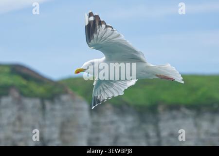 Gabbiano aringa adulto (Larus argentatus) in volo con scogliera sullo sfondo, Mare del Nord al largo di Bridlington, East Yorkshire, Inghilterra, Regno Unito. Foto Stock