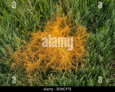 Una zona di filato d'oro del Pacifico (Cuscuta pacifica) arancione brillante che parassita le piante di erba di vetro del Pacifico (Salicornia pacifica) nella palude salmastra di Boundary Bay Foto Stock