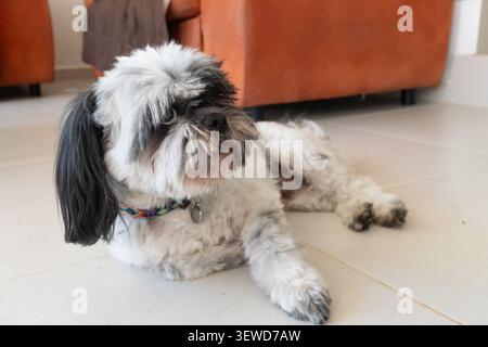 Bella shih tzu stesa sul pavimento. Intimo ritratto di animali domestici al chiuso che cattura calore, compagnia, innocenza e calma. Ideale per temi legati alla cupola Foto Stock