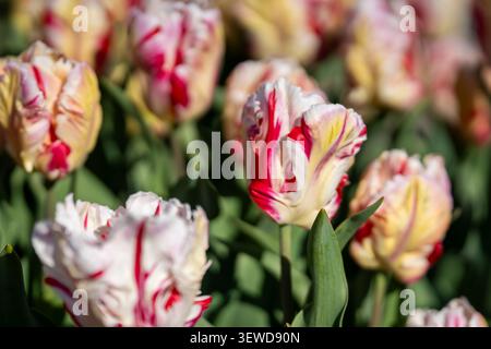 Tulipani «Flaming Art» di Tulipa frangiati con cremosi petali variegati bianchi, gialli e cremisi che fioriscono alla calda luce del sole primaverile. Foto Stock