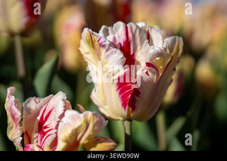Tulipani «Flaming Art» di Tulipa frangiati con cremosi petali variegati bianchi, gialli e cremisi che fioriscono alla calda luce del sole primaverile. Foto Stock