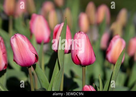 Tulipani rosa Tulipa "Pink Impression" che fioriscono alla calda luce del sole primaverile, con eleganti petali pastello sullo sfondo del giardino leggermente sfocato. Foto Stock
