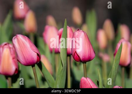 Tulipani rosa Tulipa "Pink Impression" che fioriscono alla calda luce del sole primaverile, con eleganti petali pastello sullo sfondo del giardino leggermente sfocato. Foto Stock
