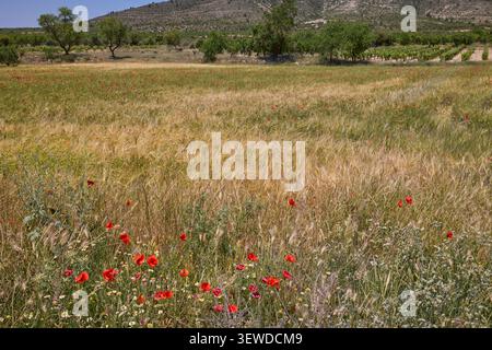 Campo di grano dorato con papaveri rossi e paesaggio montano. Foto Stock