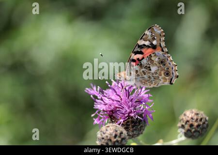 Una farfalla dipinta Lady che si nutre di Knapweed nel Sussex nel Regno Unito Foto Stock