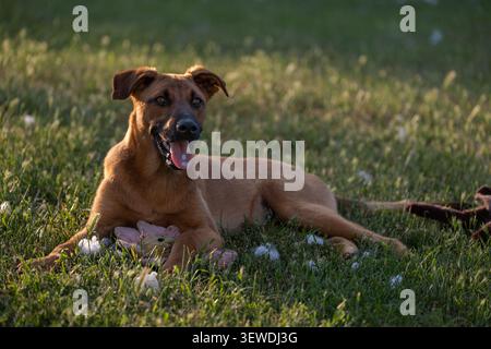 Giovane cane felice che riposa su un prato erboso accanto a un peluche lacerato con ripieno sparso in giro dopo una sessione di gioco energica. L'immagine illustra Foto Stock