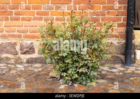 Rose Bush con boccioli che iniziano a fiorire in giardino Foto Stock
