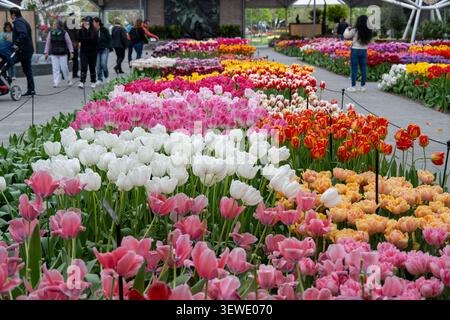 File di tulipani e visitatori in una sala coperta durante la mostra di fiori primaverili Keukenhof, Lisse, Olanda meridionale, Paesi Bassi. Foto Stock