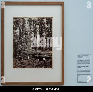 Amsterdam, Paesi Bassi - 15 aprile 25: Foto storica incorniciata di un sequoia gigante caduto in mostra al Rijksmuseum di Amsterdam, Olanda settentrionale, Foto Stock