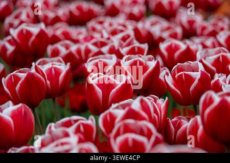 Tulipani rossi con bordi di petali bianchi freschi fotografati con profondità di campo poco profonda a Keukenhof, Lisse, Paesi Bassi. Foto Stock