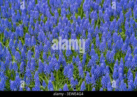 Campo di fiori di Giacinto d'uva blu che creano un tappeto molle testurizzato ai Giardini Keukenhof, Lisse, Olanda meridionale, Paesi Bassi. Foto Stock