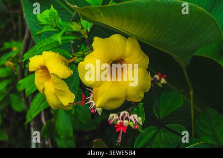 Un primo piano di fiori gialli di tromba allamanda dorata con goccioline d'acqua sui petali. Foto Stock