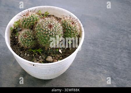 Primo piano di piccoli cactus cilindrici in una pentola bianca su uno sfondo rustico di legno scuro Foto Stock